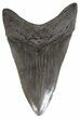 Serrate, Lower Megalodon Tooth - Georgia #55626-2